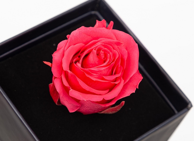 گل رز هلندی