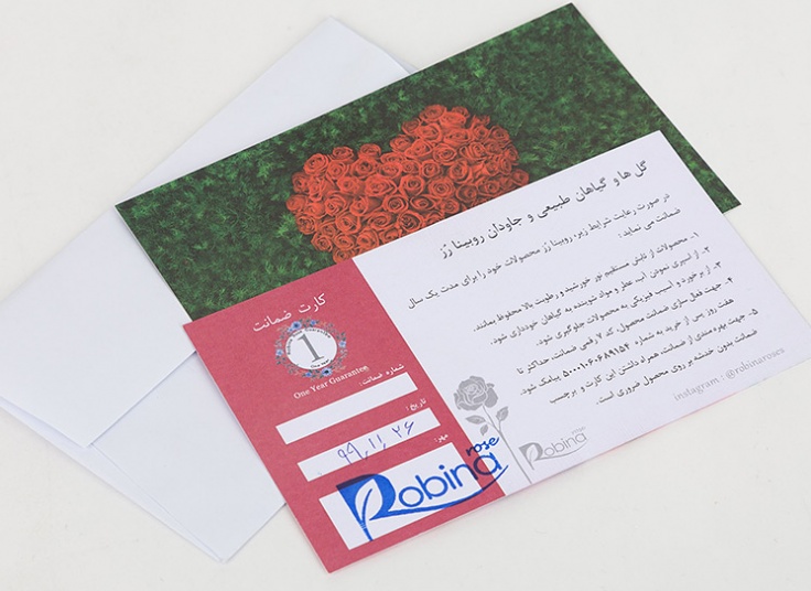 گل رز هلندی