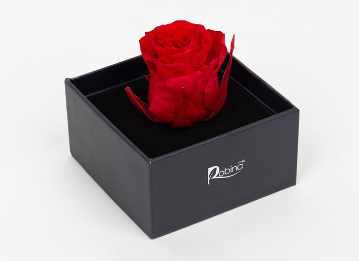 گل رز هلندی