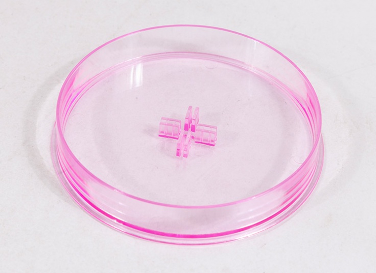 درخت جادویی SAKURA